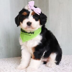 Bernedoodle Puppy Lilly