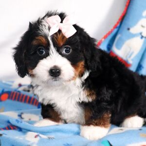 Bernedoodle Puppy Milly