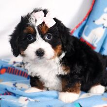 Bernedoodle Puppy Milly