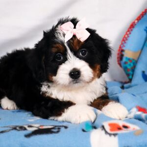 Bernedoodle Puppy Milly