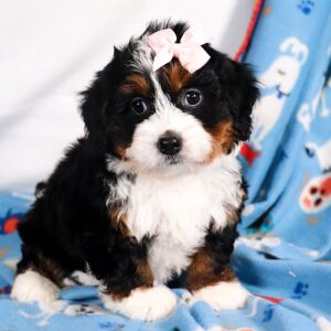 Bernedoodle Puppy Milly