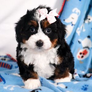 Bernedoodle Puppy Milly