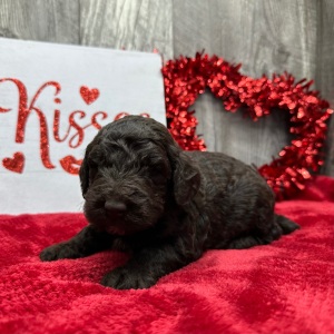 Poodle Puppy Tristan