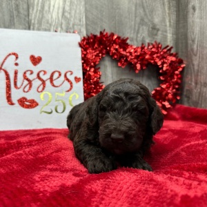 Poodle Puppy Tristan