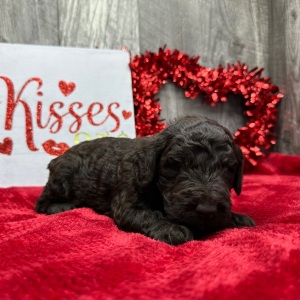 Poodle Puppy Tristan