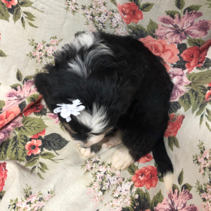 Bernedoodle Puppy Squiggles