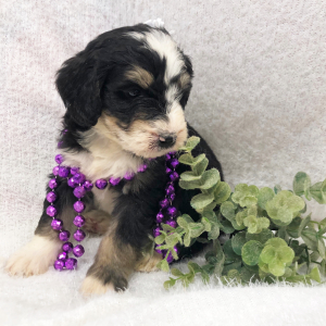 Bernedoodle Puppy Squiggles