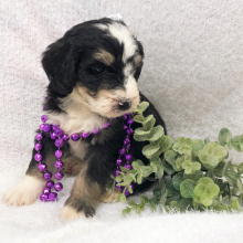 Bernedoodle Puppy Squiggles