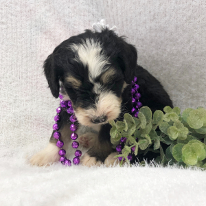 Bernedoodle Puppy Squiggles