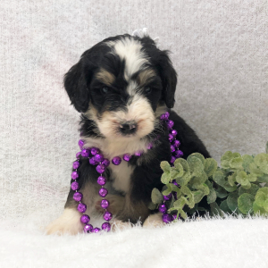 Bernedoodle Puppy Squiggles
