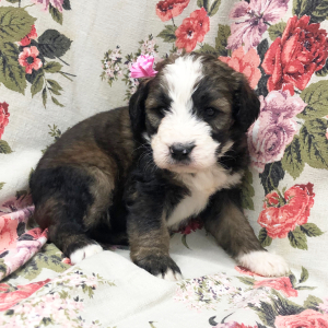 Bernedoodle Puppy Sweetie