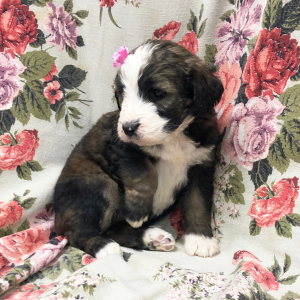 Bernedoodle Puppy Sweetie