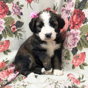 Bernedoodle Puppy Sweetie