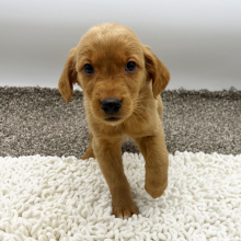 Golden Retriever Puppy Shirley