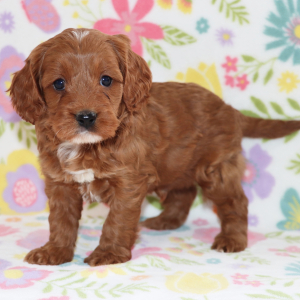 Cavapoo Puppy Jordan