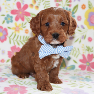 Cavapoo Puppy Jordan
