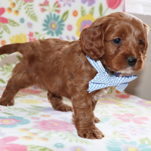Cavapoo Puppy Jordan