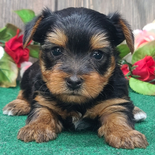 Yorkshire Terrier Puppy Ernest