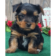 Yorkshire Terrier Puppy Ernest