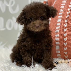 Poodle Puppy Candi