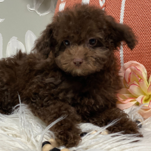 Poodle Puppy Candi