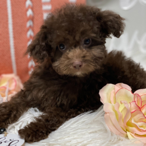 Poodle Puppy Candi