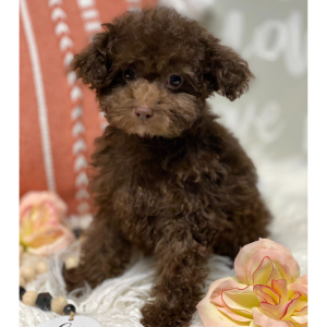 Poodle Puppy Candi