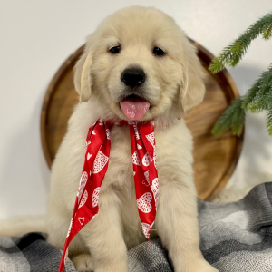 Golden Retriever Puppy Goliath