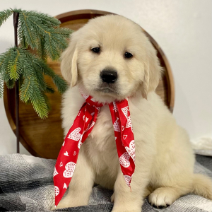 Golden Retriever Puppy Goliath