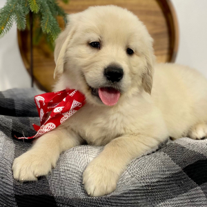 Golden Retriever Puppy Goliath