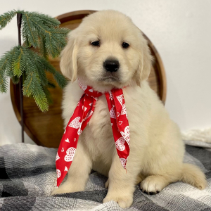 Golden Retriever Puppy Goliath