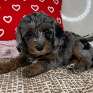 Bernedoodle Puppy Lana