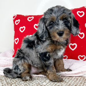 Bernedoodle Puppy Lana