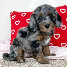 Bernedoodle Puppy Lana