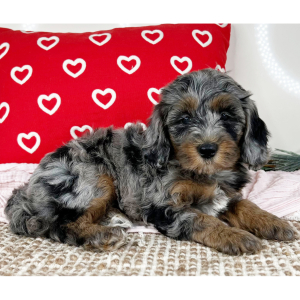 Bernedoodle Puppy Lana