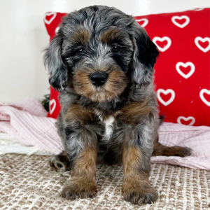 Bernedoodle Puppy Lana