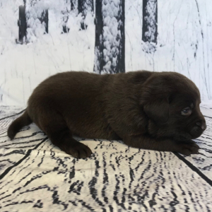 Labrador Retriever Puppy Carlyle