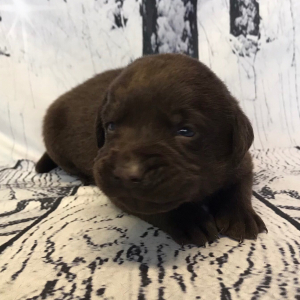 Labrador Retriever Puppy Carlyle