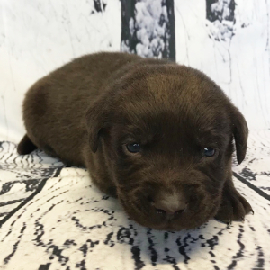 Labrador Retriever Puppy Carlyle