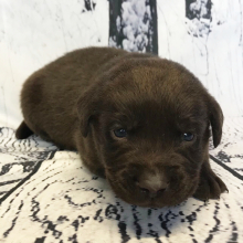 Labrador Retriever Puppy Carlyle