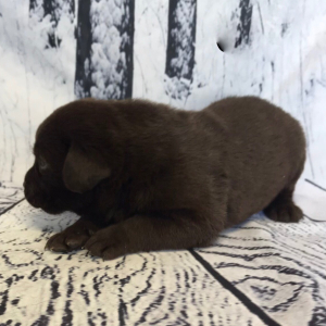Labrador Retriever Puppy Carlyle