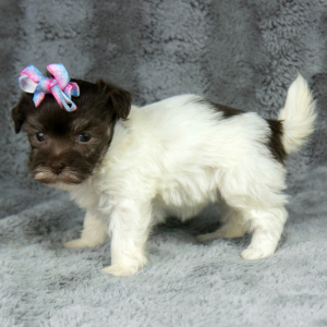 Havanese Puppy Greta