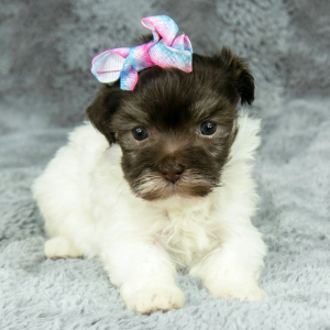 Havanese Puppy Greta