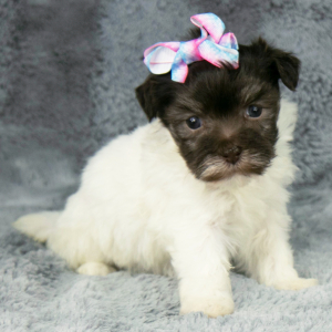 Havanese Puppy Greta