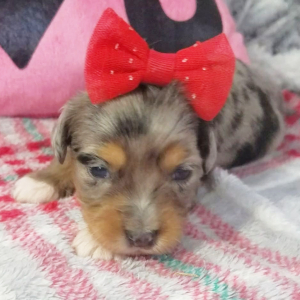Aussiedoodle Puppy Carly