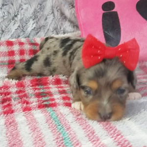 Aussiedoodle Puppy Carly