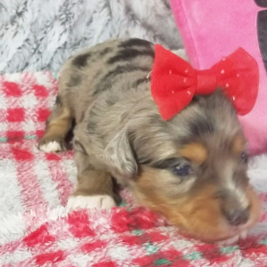 Aussiedoodle Puppy Carly