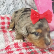 Aussiedoodle Puppy Carly