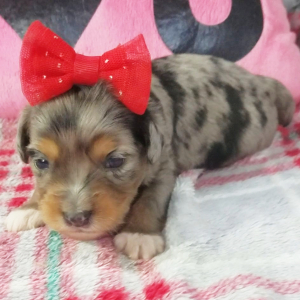 Aussiedoodle Puppy Carly