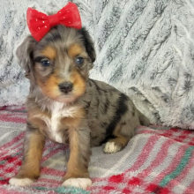 Aussiedoodle Puppy Carly